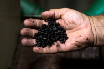 Acre recebe R$ 69 milhões para impulsionar produção sustentável de café e polpas de frutas