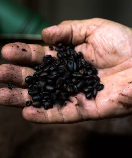 Acre recebe R$ 69 milhões para impulsionar produção sustentável de café e polpas de frutas