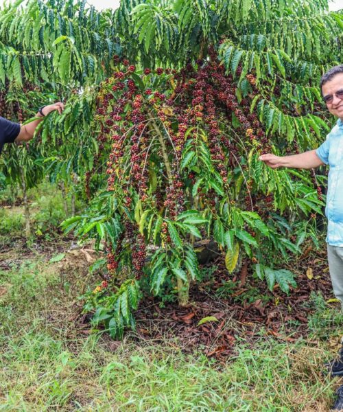 Aleac incentiva cultivo do café e presidente Gonzaga vê no agronegócio principal fonte para desenvolvimento do Acre