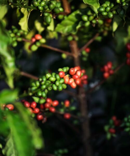 Produtores de café recebem apoio do Governo de Mato Grosso para análise profissional e melhoria da qualidade dos grãos