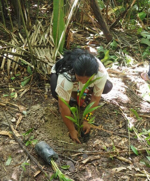  No Maranhão, mulheres indígenas e brigadistas voluntários mapeiam nascentes e reflorestam margens de igarapés