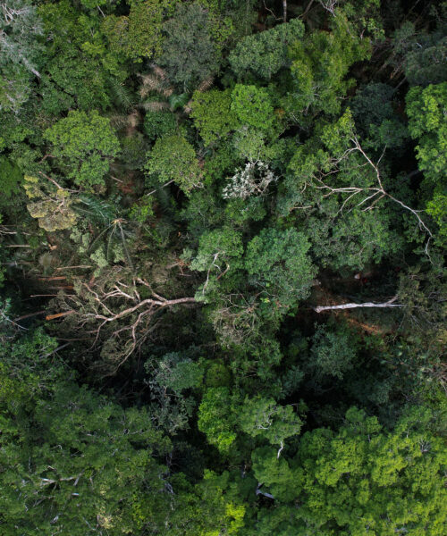 Parceria com Serviço Florestal Brasileiro alavancará concessões florestais na Amazônia