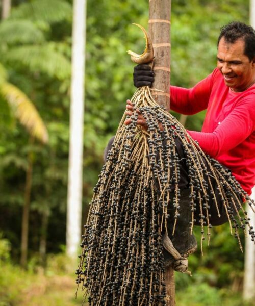 Açaí e guaraná estão entre as melhores frutas globais, segundo o guia online internacional de viagens