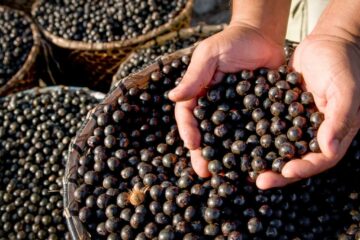 Cientistas da Amazônia sequenciam o genoma do açaí pela primeira vez