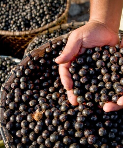Cientistas da Amazônia sequenciam o genoma do açaí pela primeira vez