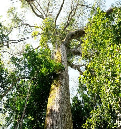 Novo santuário de árvores gigantes na Amazônia é revelado no oeste do Pará