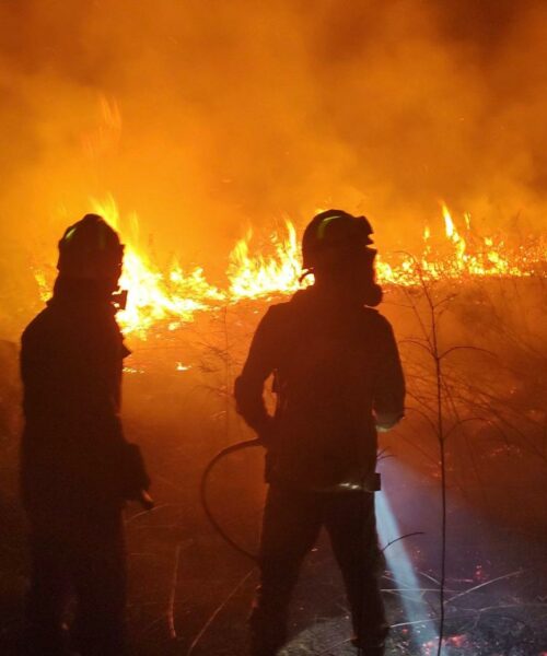 Dia de Proteção às Florestas: Normas Brasileiras contribuem para o combate aos incêndios e manejo sustentável