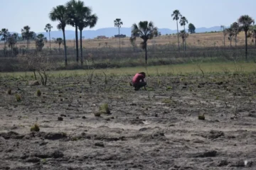 COP16: Integração de agendas é chave para transformar desmatamento em práticas de conservação