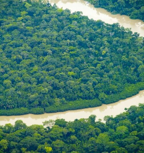 Pará se destaca no Dia Nacional de Proteção às Florestas com plano pioneiro de recuperação da vegetação nativa