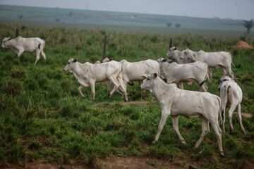 Estudo aponta Acre entre estados mais expostos ao risco de desmatamento na cadeia da carne
