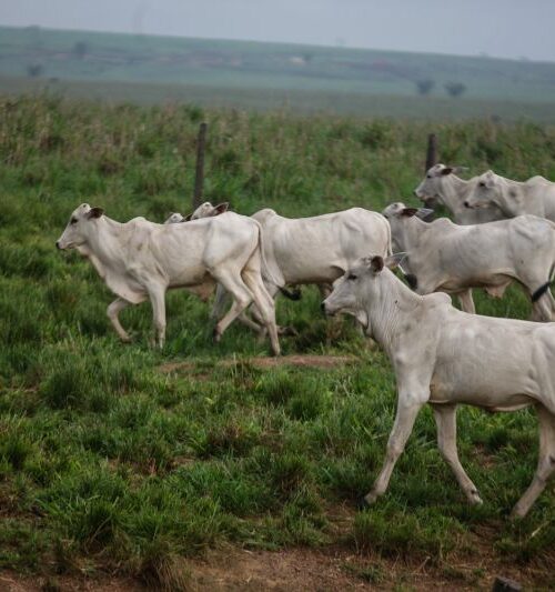 TAC da Carne completa 15 anos com abrangência ampliada, mas ainda enfrenta resistência na coleta de informações