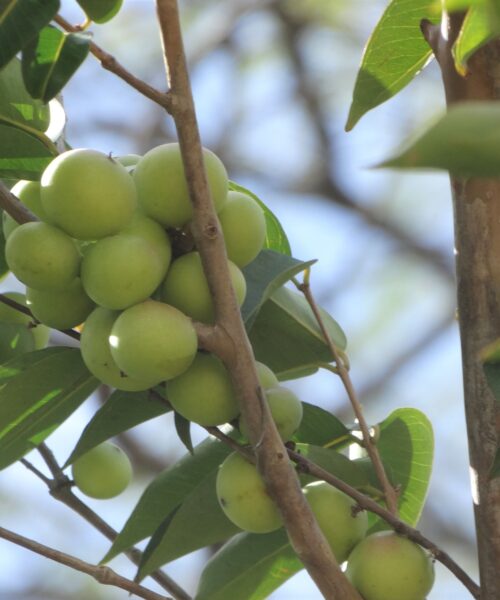 Conhecido como o ‘ouro da amazônia’, camu-camu é aposta para a indústria alimentícia