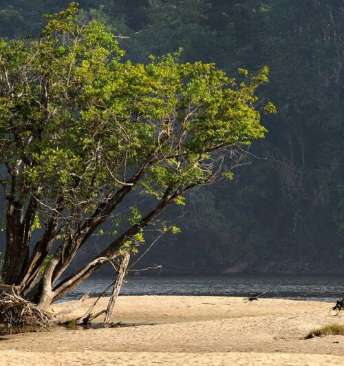 Governo do Amapá inicia construção do Plano de Apoio à Bioeconomia com debate sobre potencialidades do estado