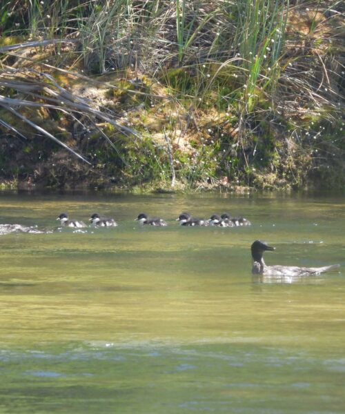 Governo do Tocantins institui programa de conservação do pato-mergulhão no Jalapão