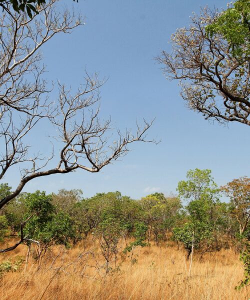 Com esforço conjunto dos órgãos ambientais, Governo do Tocantins consegue redução no desmatamento no Cerrado