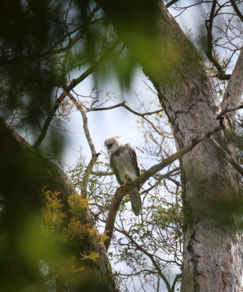 Projeto Harpia registra novo filhote de Gavião-real na Reserva Ducke, no Amazonas