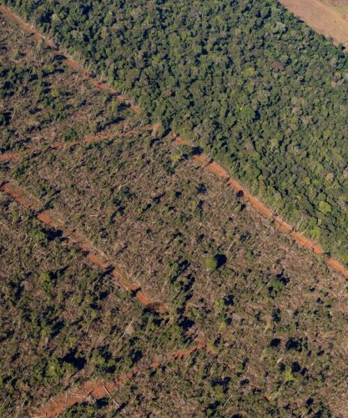 Sema Mato Grosso embarga 1,86 milhão de hectares por crimes ambientais de 2019 a 2024