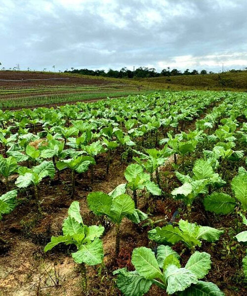 Serviços de regularização fundiária serão disponibilizados na 53ª Expofeira do Amapá