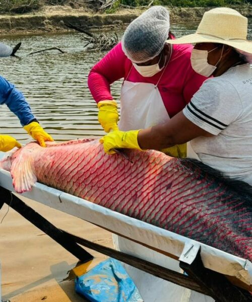 Manejo do Pirarucu é impulsionado em Rondônia e gera impacto econômico nas comunidades tradicionais