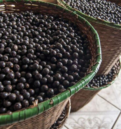 Reutilização do caroço de açaí pela indústria é mais uma fonte de renda sustentável no Pará  