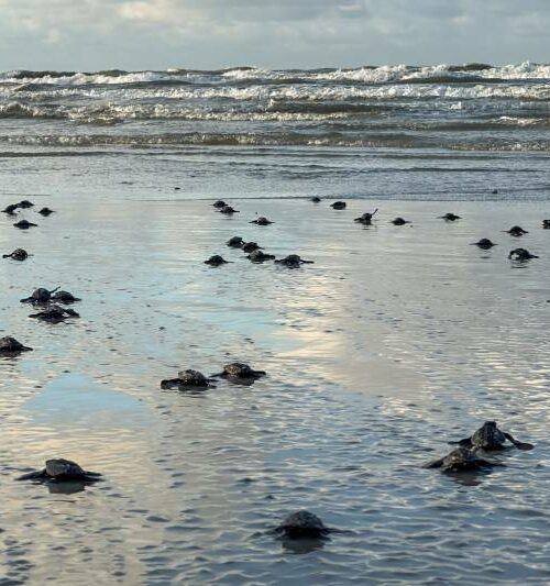 Ideflor-Bio registra o nascimento de tartarugas marinhas ameaçadas de extinção na Praia do Atalaia, no Pará