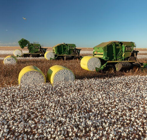 Com aumento de 13%, produção de pluma de algodão em Mato Grosso impulsiona exportação nacional