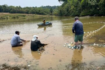 Inpa e Ampa realizam avaliação de saúde e realocação de peixes-bois que estão em lago seminatural