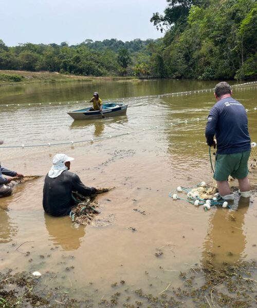 Inpa e Ampa realizam avaliação de saúde e realocação de peixes-bois que estão em lago seminatural