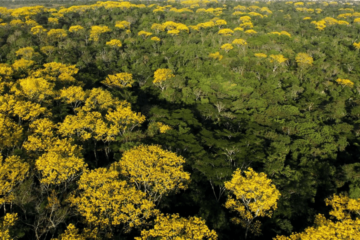 Governo do Acre apresenta documento para obtenção de padrão de excelência em geração de créditos de carbono de alta integridade