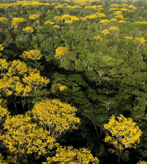 Governo do Acre apresenta documento para obtenção de padrão de excelência em geração de créditos de carbono de alta integridade