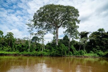 Consulta pública é realizada para criação da Unidade de Conservação Árvores Gigantes da Amazônia