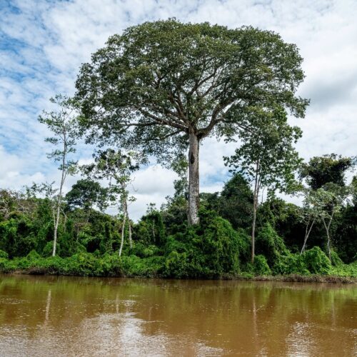 COP 30 e a contribuição do cimento para o futuro do clima