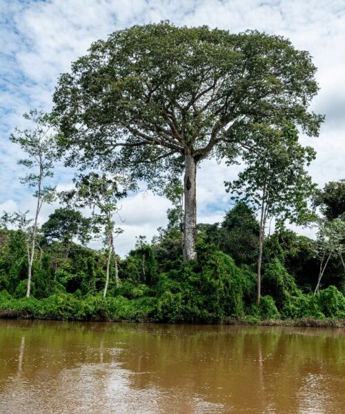 Consulta pública é realizada para criação da Unidade de Conservação Árvores Gigantes da Amazônia