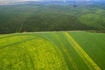 Mato Grosso busca parceria para ampliar visibilidade e atrair investimentos para projeto de revitalização do Cerrado