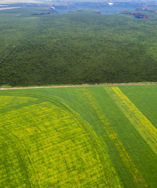 Mato Grosso busca parceria para ampliar visibilidade e atrair investimentos para projeto de revitalização do Cerrado