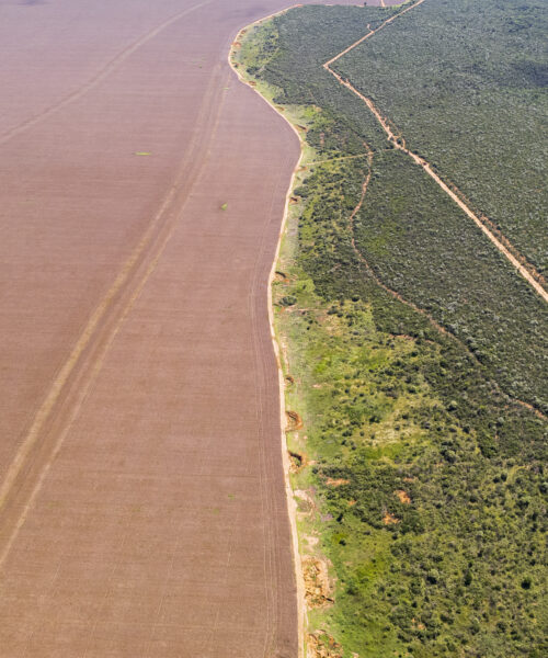 Fogo queimou 88 milhões de hectares do Cerrado nos últimos 39 anos