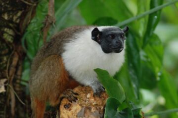 Pesquisa analisa parasitas encontrados no sauim-de-coleira que podem transmitir doenças