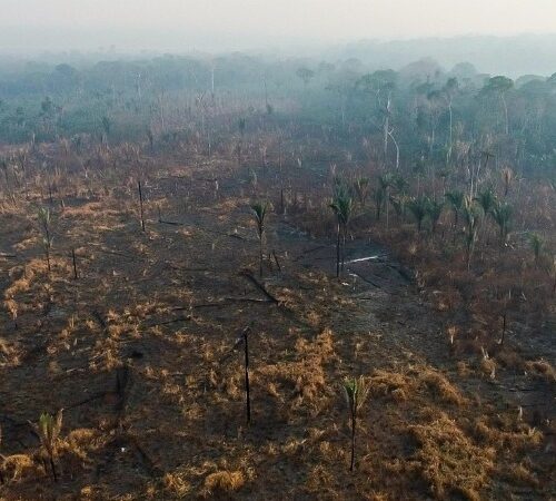 MP de Rondônia requisita inquérito para apurar queimadas e crimes ambientais praticados na Unidade de Conservação Soldado da Borracha