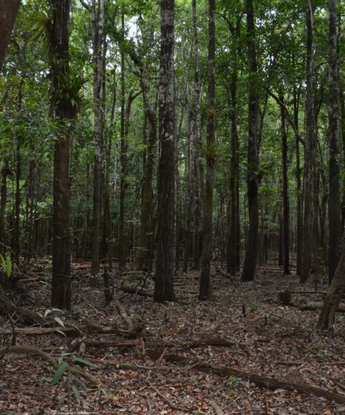 Estudo inédito aponta que as matas ciliares dos pequenos rios de água preta apresentam maior diversidade evolutiva de espécies