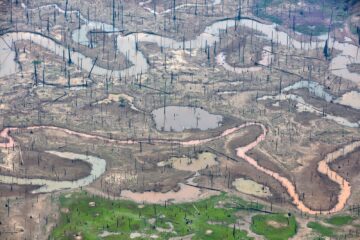 Quatro municípios na região da BR-319 concentram mais da metade da extração ilegal de madeira no Amazonas