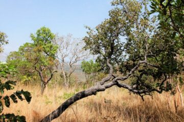 Governo do Tocantins divulga Boletim Climático desta semana com novidades sobre distribuição dos focos por área e Monitor de Secas