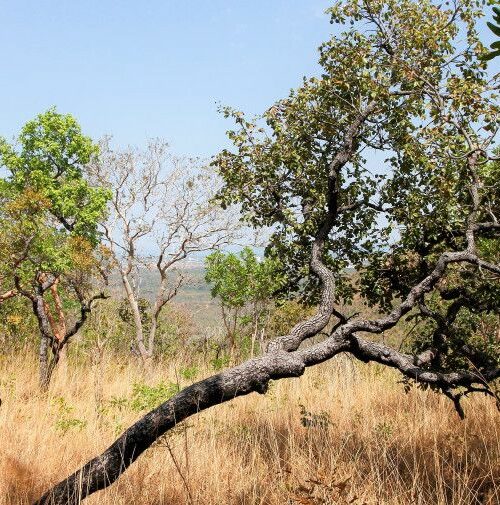 Governo do Tocantins divulga Boletim Climático desta semana com novidades sobre distribuição dos focos por área e Monitor de Secas