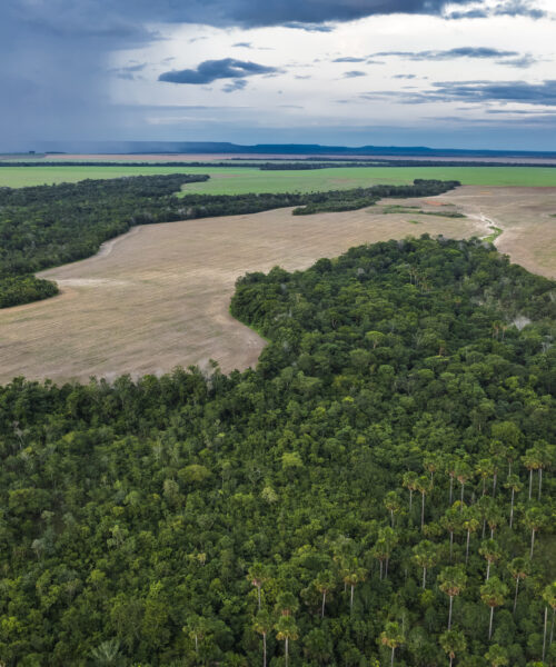 Desmatamento emitiu 1 bilhão de toneladas CO2 em 2023, aponta SEEG