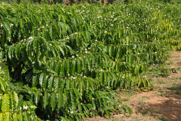 Medidas alternativas deixam produtores de Rondônia otimistas com a safra de café 2025 apesar da estiagem