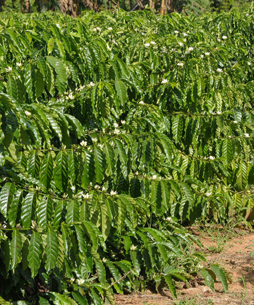 Medidas alternativas deixam produtores de Rondônia otimistas com a safra de café 2025 apesar da estiagem