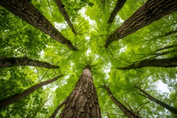 Dia da Árvore: um em cada quatro hectares de vegetação nativa da Mata Atlântica cresceu após desmatamento