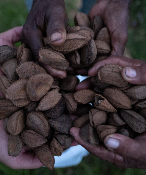 Projeto vai destinar R$ 40 milhões para sociobiodiversidade no Brasil