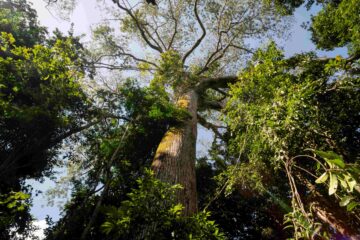 WWF-Brasil lança curta documental sobre o ponto de não retorno da Amazônia