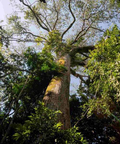 WWF-Brasil lança curta documental sobre o ponto de não retorno da Amazônia