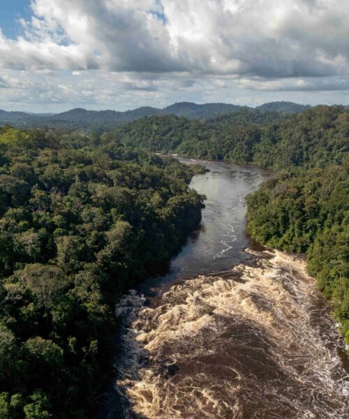 Parque Estadual das Árvores Gigantes da Amazônia é criado no estado do Pará com foco em conservação, pesquisa e turismo sustentável